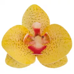 Jedlé orchidey žlté 10 ks 8,5–7,5 cm - Dekora